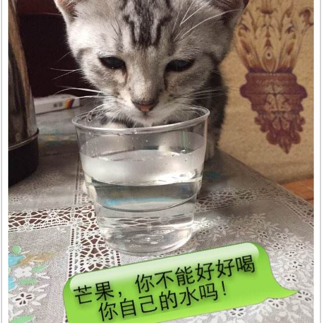 做个曼彻斯特大学文凭